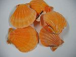 PECTEN ORANGE